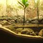 30 gallons planted tank (mostly live plants and fish) - Mudskipper/Fiddler Crab tank. (Brackish)