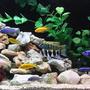 fish tank picture - Venustus +Yellow labs+Johanni+Blue peacock+Blue Dolphin +Frontosa