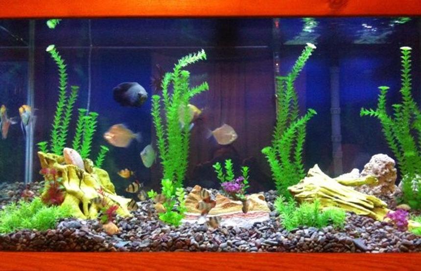 Rated #252: 90 Gallons Freshwater Fish Tank - Tired of poor ratings with other setup.... This is the new and improved tank :)  Hope it ranks better.