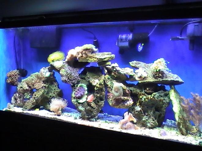 55 gallons reef tank (mostly live coral and fish) - Full View 55
