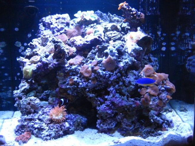 24 gallons reef tank (mostly live coral and fish) - 24 gallon reef