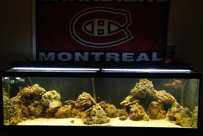 125 gallons saltwater fish tank (mostly fish, little/no live coral) - First official saltwater aquarium(125 Gallons)!  had a 10 gallo before but that doesnt count :)...Set up...Eheim 2028 canister filter, Coralife Skimmer, Just 50/50 lighting, 130 pounds of rock roughly, Koralia 4 Power heads..Fish: Yellow tang, Flame angel, Mandarin Dragonet, Mckosker wrasse, Damsels. Clownfish, Sleeper goby, snails+crabs+shrimp, firefish and some starfish. Metal halides coming soon :)!