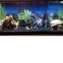 fish tank picture - up close