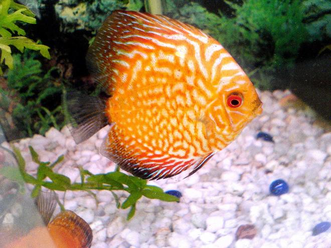 freshwater fish - red map discus stocking in 20 gallons tank - See my redmap