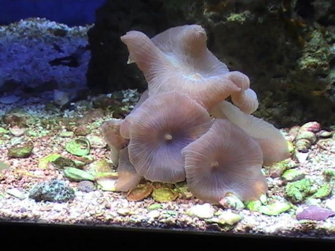 corals inverts - actinodiscus sp. - blue mushroom stocking in 55 gallons tank - Mushrooms