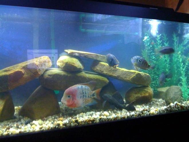 75 gallons freshwater fish tank (mostly fish and non-living decorations) - Main Pic