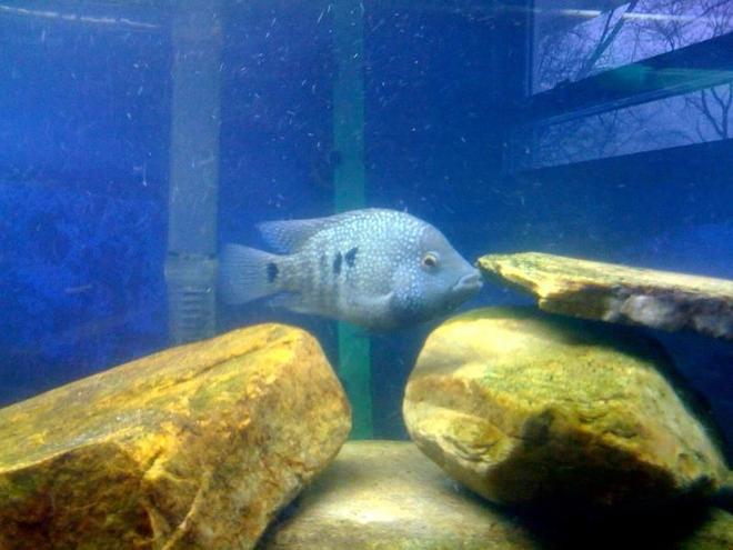 freshwater fish - herichthys carpinte - green texas cichlid stocking in 75 gallons tank - Texas cichlid