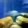 freshwater fish - herichthys carpinte - green texas cichlid stocking in 75 gallons tank - Texas cichlid