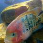 freshwater fish - cichlasoma synspilum - redheaded cichlid stocking in 75 gallons tank - synspilum