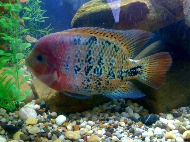 freshwater fish - cichlasoma synspilum - redheaded cichlid stocking in 75 gallons tank - synspilum