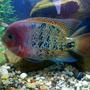 freshwater fish - cichlasoma synspilum - redheaded cichlid stocking in 75 gallons tank - synspilum