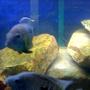 freshwater fish - aequidens rivulatus - green terror stocking in 75 gallons tank - pic