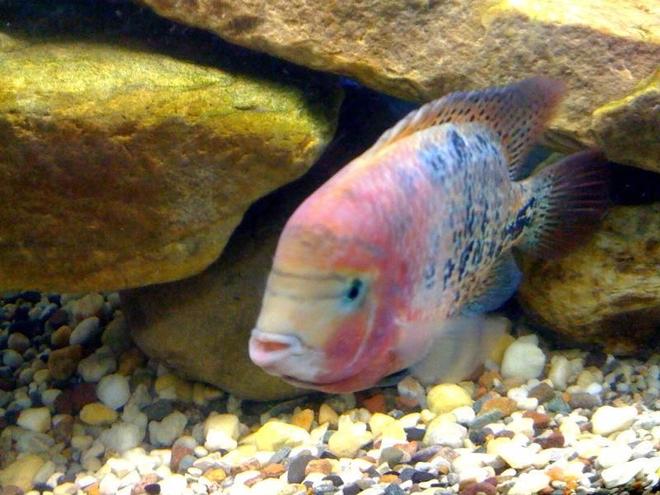 freshwater fish - cichlasoma synspilum - redheaded cichlid stocking in 75 gallons tank - synspilum