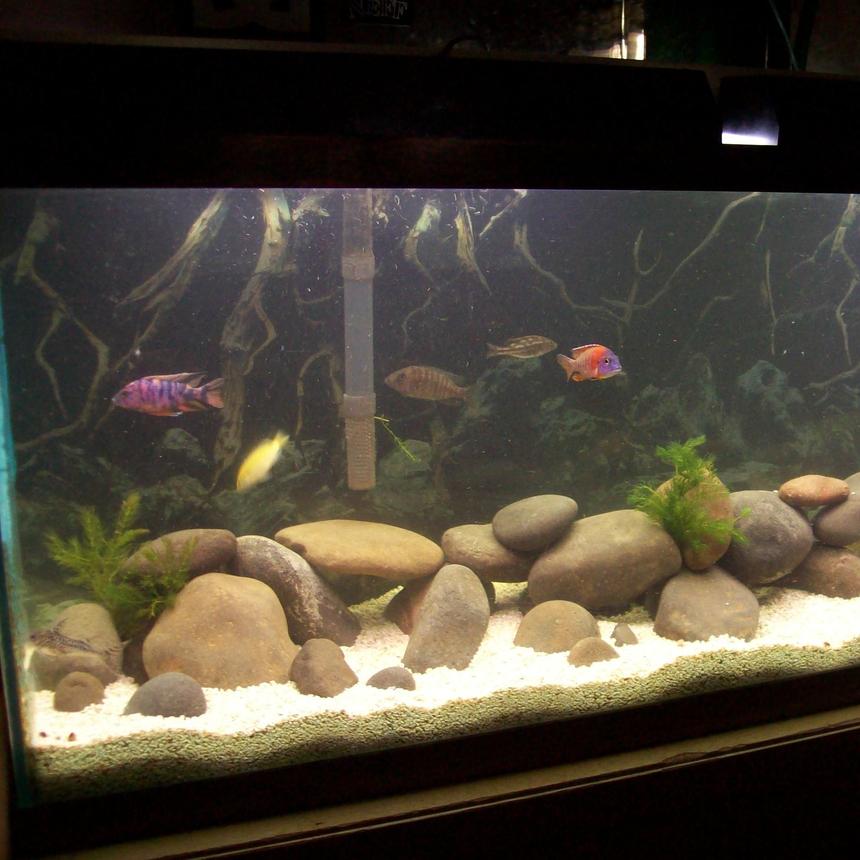 Rated #183: 55 Gallons Freshwater Fish Tank - my 55 gallon Malawi cichlid tank