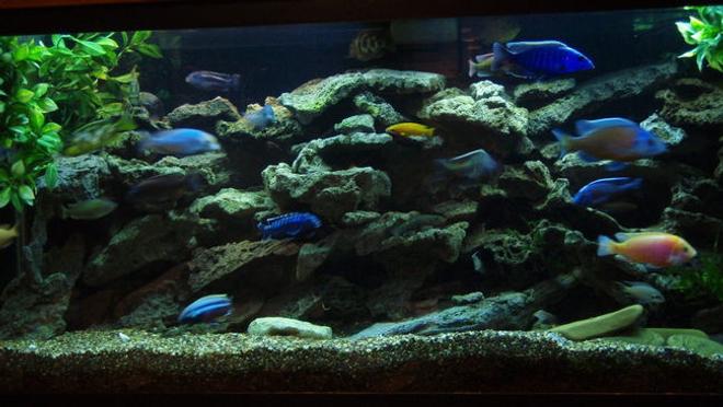 75 gallons freshwater fish tank (mostly fish and non-living decorations) - 75 GAL. BUILT INTO WALL WITH ACCESS IN WALK IN CLOSET AREA. TWO OVER HEAD CAN LIGHTS FOR MAINTENANCE, OVER TOP STRIP LIGHT- MOONLIGHT, 55 GAL SUMP FILTER W. UV STERILIZER AND HEATER BELOW 75 GAL.  UTAH LACE ROCK ON SMALL CRUSHED GRAVEL, FEW PEICES OF CRUSHED CORAL, MY LOCAL TAP IS HARD AND GOOD CICHLID PH.  THE ENTIRE SETUP WAS CUSTOM BUILT AND INSTALLED BY MYSELF AND HOBBYIST FRIEND/PROFESSIONAL. 
ALSO HAVE OLD MAGNUM 350 CANISTER FILTER THAT I USE THE MICRON INSERT AND RUN EVERY SO OFTEN, 20% WATER CHANGE EVERY WEEK.
 
SWITCHED TO 50/50 REEF SUN BULBS AND WISH I DID LONG AGO.  AWESOME COLOR DETAIL.

added a 5.5 gallon refugium/plant tank to the 55 gal sump