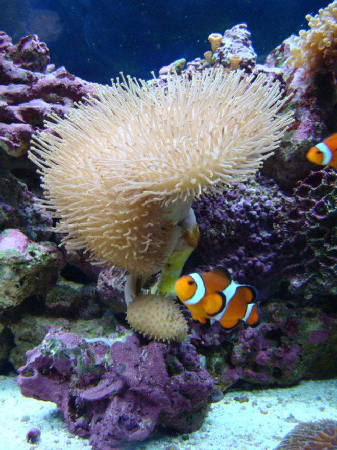 corals inverts - sarcophyton sp. - green polyp leather stocking in 46 gallons tank - Clownfish by their mushroom