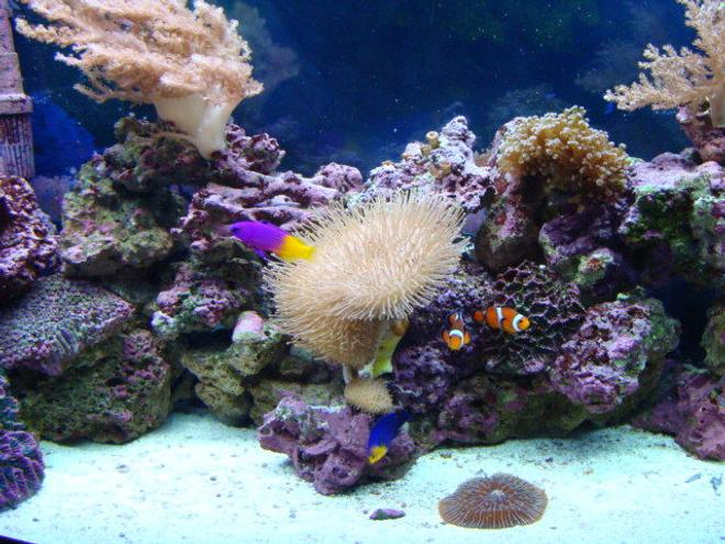 corals inverts - sarcophyton sp. - toadstool mushroom leather coral stocking in 46 gallons tank - Full View