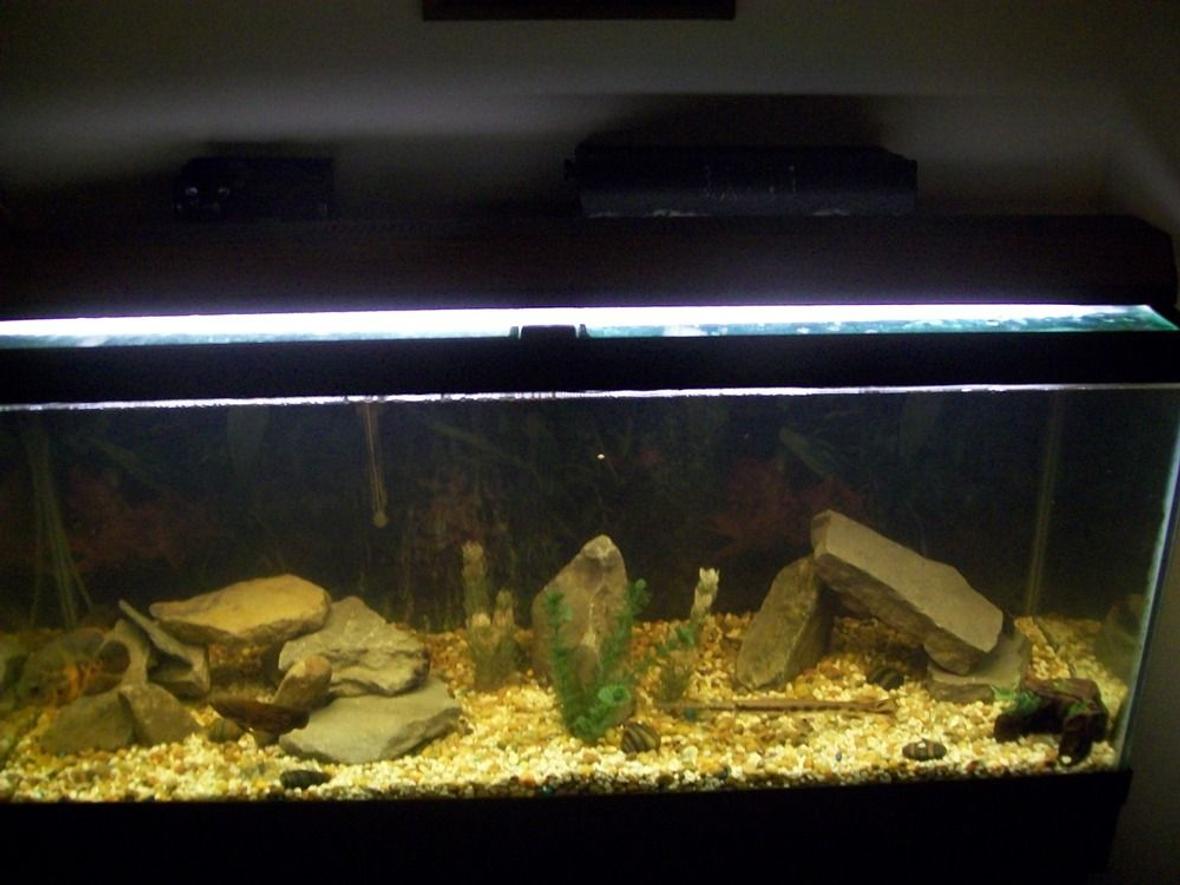 75 gallons freshwater fish tank (mostly fish and non-living decorations) - My new 75 gallon that my amazing girlfriend bought me for Christmas!!!!!!!