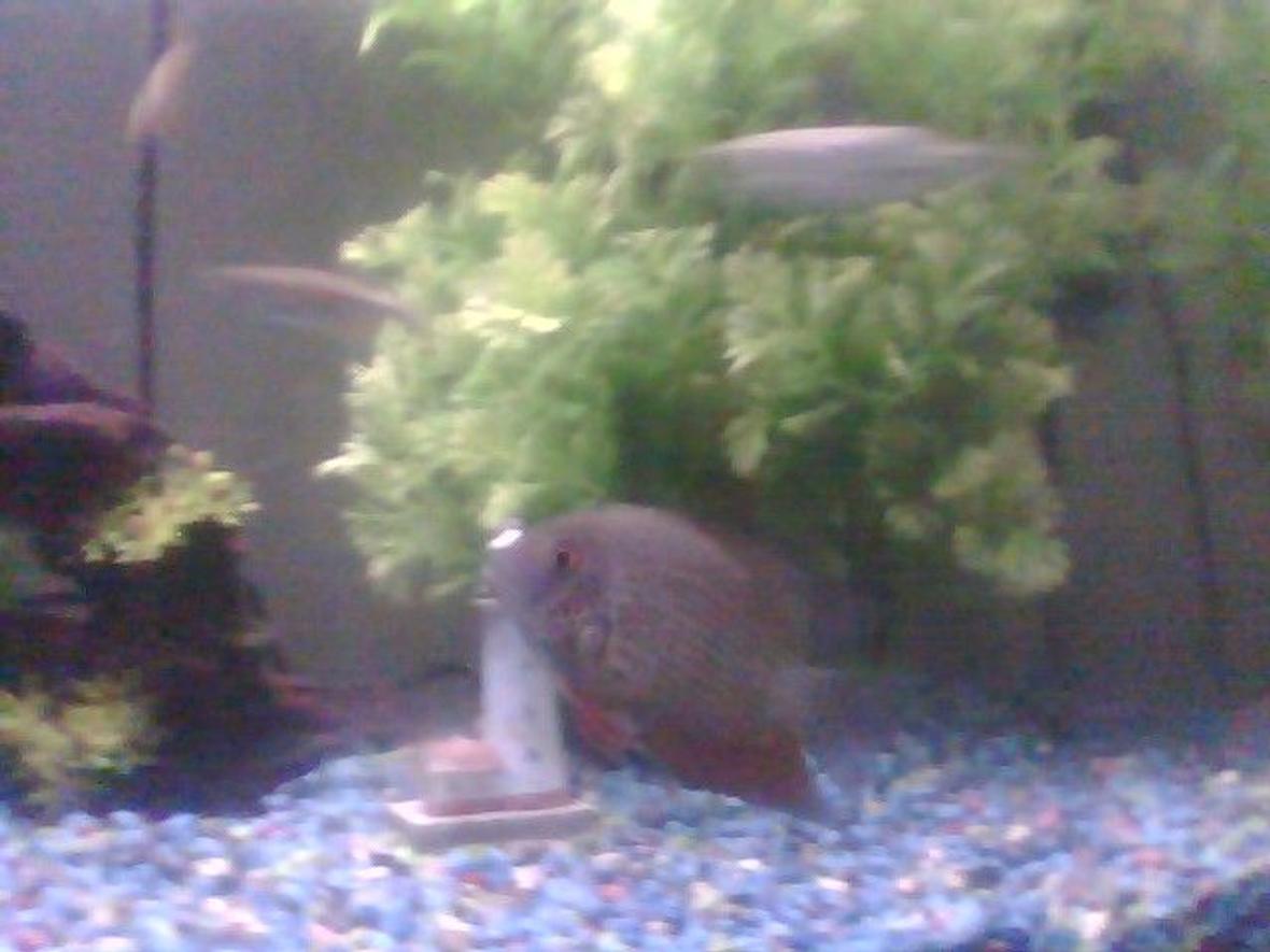 freshwater fish - heros serverus - gold severum stocking in 55 gallons tank - my male severum