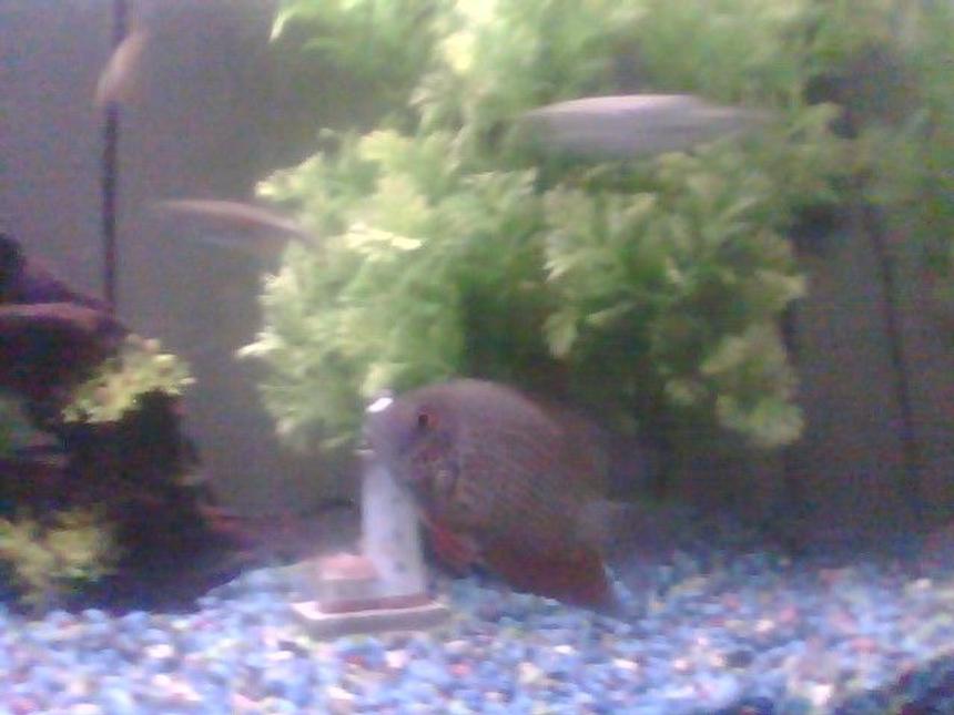 Rated #2034: Freshwater Fish - Heros Serverus - Gold Severum Stocking In 55 Gallons Tank - my male severum