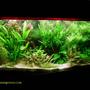 140 gallons planted tank (mostly live plants and fish) - fish paradise