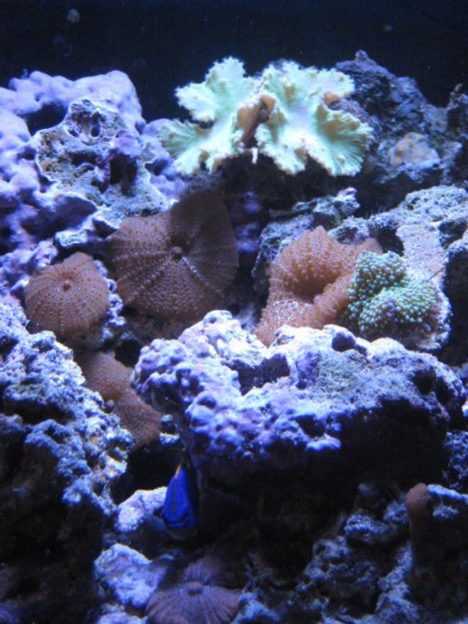 corals inverts - actinodiscus sp. - red mushroom stocking in 24 gallons tank - brown pimple mushrooms, ricordea, and a green leather coral with the fiji devil hiding between the rocks