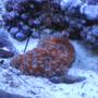 corals inverts - acanthastrea lordhowensis - aussie acan lord coral stocking in 24 gallons tank - Acan