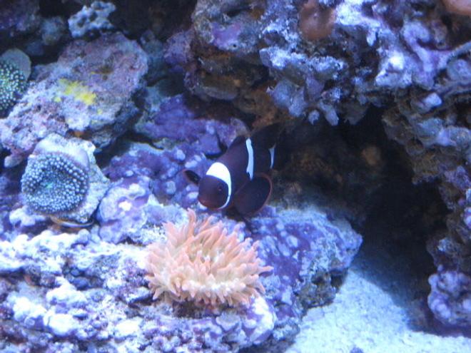 corals inverts - entacmaea quadricolor - rose bulb anemone stocking in 24 gallons tank - clownfish with rose anemone and couple ricordeas