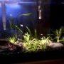 10 gallons planted tank (mostly live plants and fish) - Planted tank with gold tetras