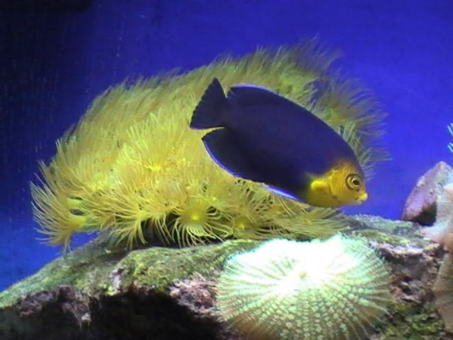 corals inverts - undescribed zoanthid - colony polyp, yellow stocking in 55 gallons tank - Zoo's and Angel