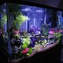 120 gallons freshwater fish tank (mostly fish and non-living decorations) - 120g Tank
