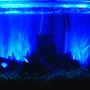 fish tank picture - 46 Gallon Acrylic Bowfront Tank