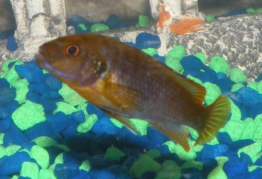 Rated #106: Freshwater Fish - Iodotropheus Sprengerae - Rusty Cichlid Stocking In 46 Gallons Tank - My Rusty Cichlid