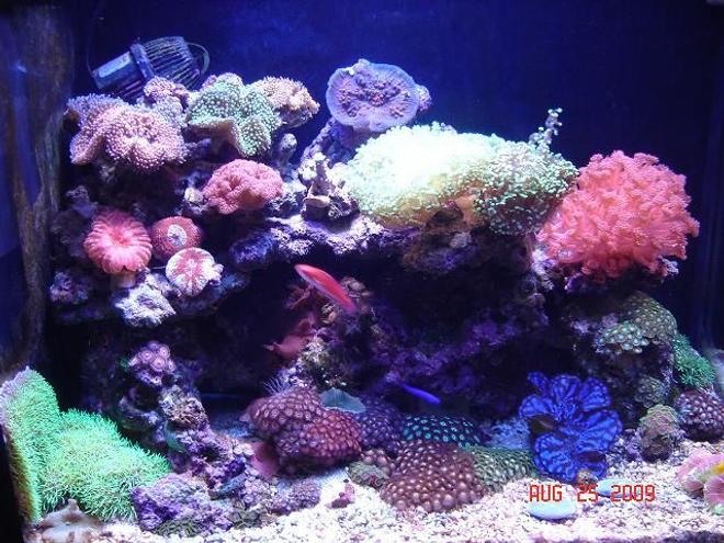 corals inverts - zoanthus sp. - colony polyp stocking in 30 gallons tank - 30 gal small reef