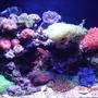 corals inverts - zoanthus sp. - colony polyp stocking in 30 gallons tank - 30 gal small reef