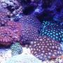 corals inverts - zoanthus sp. - colony polyp stocking in 30 gallons tank - Zoanthus