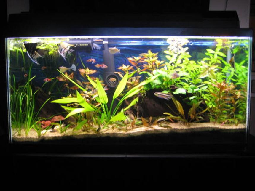 Rated #117: 33 Gallons Planted Tank - 33 gal Planted Tank