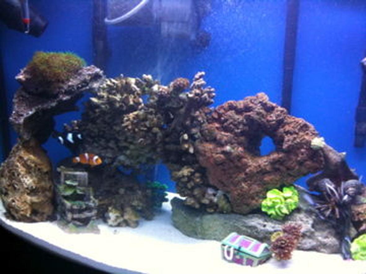 36 gallons saltwater fish tank (mostly fish, little/no live coral) - 36 gallon bow front reef project.