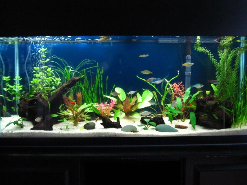 Rated #85: 55 Gallons Planted Tank - 55 gallon with lots of fish, live plants, and some fake ones to give it some color and provide better hiding places for the gouramis.