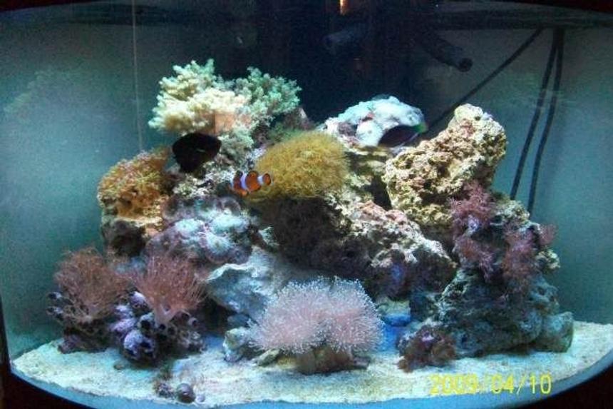 Rated #78: 37 Gallons Reef Tank - 54 reef