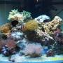 37 gallons reef tank (mostly live coral and fish) - 54 reef