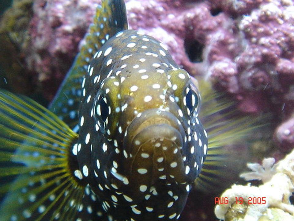 saltwater fish - calloplesiops altivelis - marine betta stocking in 30 gallons tank - marine betta(Calloplesiops altivelis)