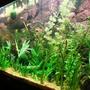 55 gallons planted tank (mostly live plants and fish) - 240 litre juwel tank with pressurized Co2.