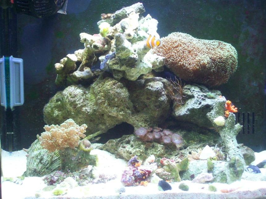 Rated #118: 14 Gallons Reef Tank - bio-cube