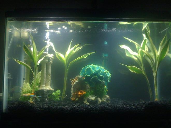 36 gallons planted tank (mostly live plants and fish) - This is my first fish tank, a ten gallon one.  It is two weeks old, and pretty much a clean slate, I am looking for suggestions of where to go from here...