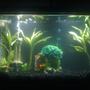36 gallons planted tank (mostly live plants and fish) - This is my first fish tank, a ten gallon one. It is two weeks old, and pretty much a clean slate, I am looking for suggestions of where to go from here...