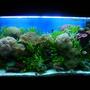 75 gallons reef tank (mostly live coral and fish) - my tank