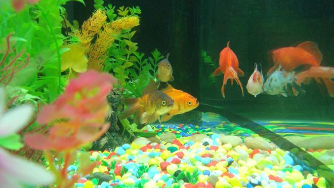 60 gallons freshwater fish tank (mostly fish and non-living decorations) - Fish