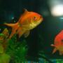 freshwater fish - carassius auratus - fantail goldfish stocking in 60 gallons tank - my giant gold fish