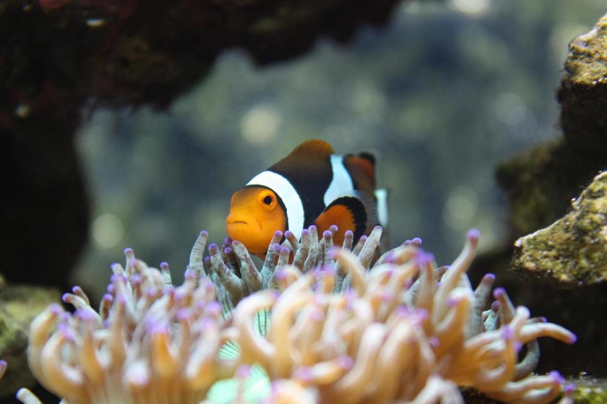 saltwater fish - amphiprion percula - true percula clownfish stocking in 120 gallons tank - My female Perc at home
